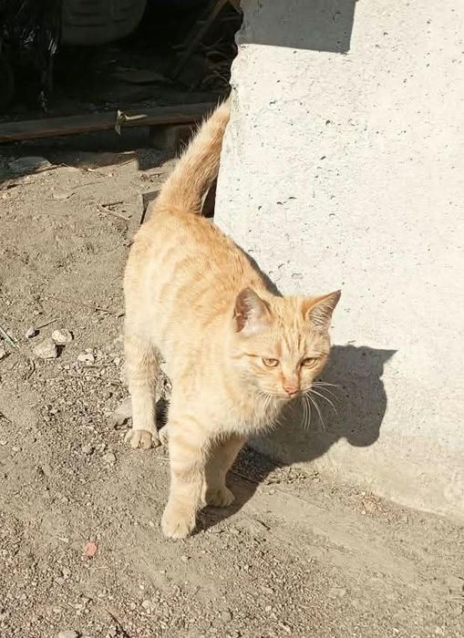 Котенок в добрые руки