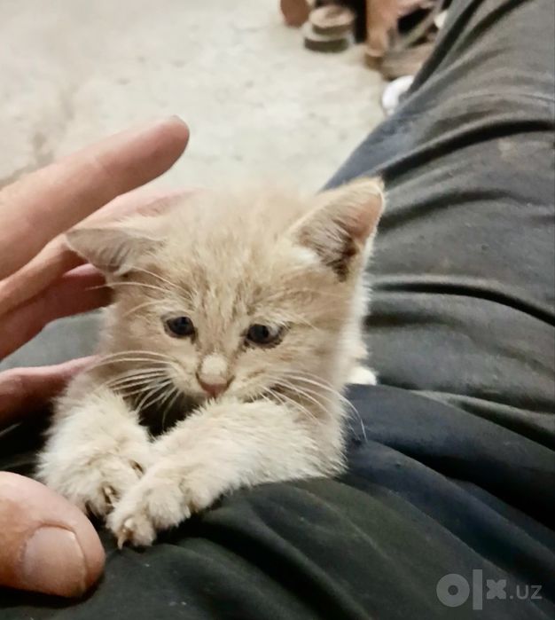 Отдам в любящие руки