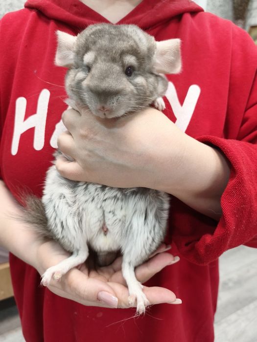 Продам   шиншилл