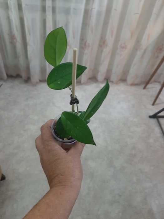 Комнатные растюхи