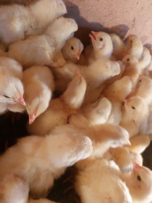 Бройлеры 3-х суточные Кобб 500 в наличии цыплята