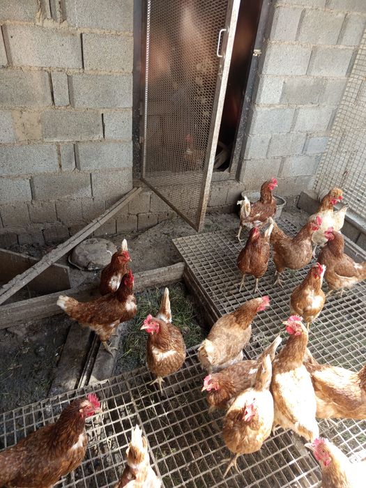 Срочно продам домашние куры