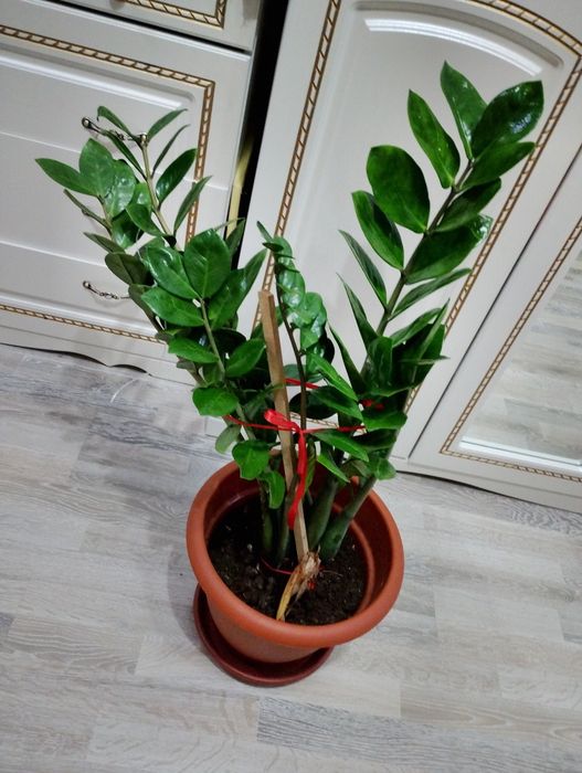 продам долларовое дерево