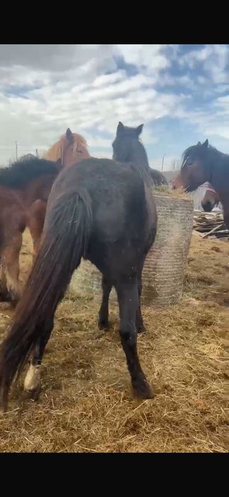 Продам кобыл.   .