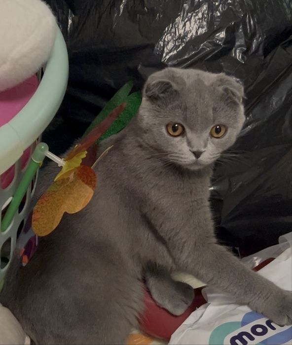 Продается кот скотиш фолд