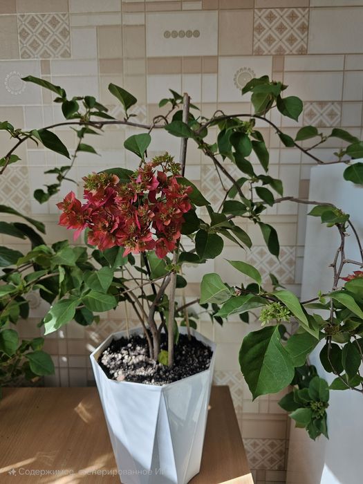 Бугенвилии,  отростки