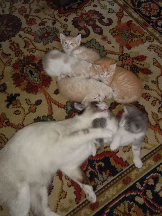 Отдам даром котят