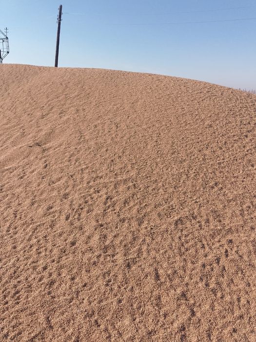 Продам пшеницу зерно.