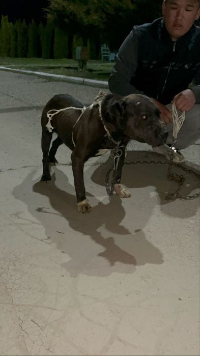 Питбул сатылады ұрғашы