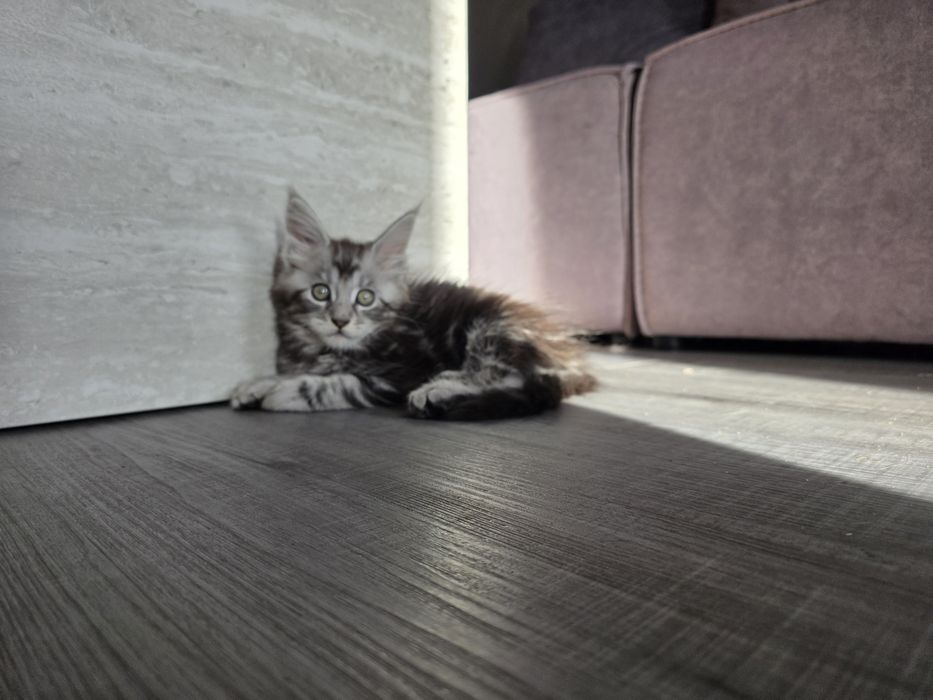 Disponibili spre rezervare puiut Maine Coon excepțional