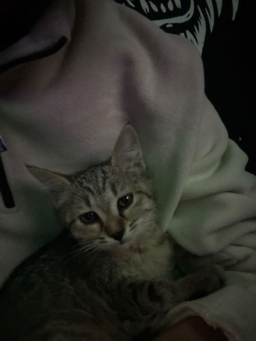 Продается котята