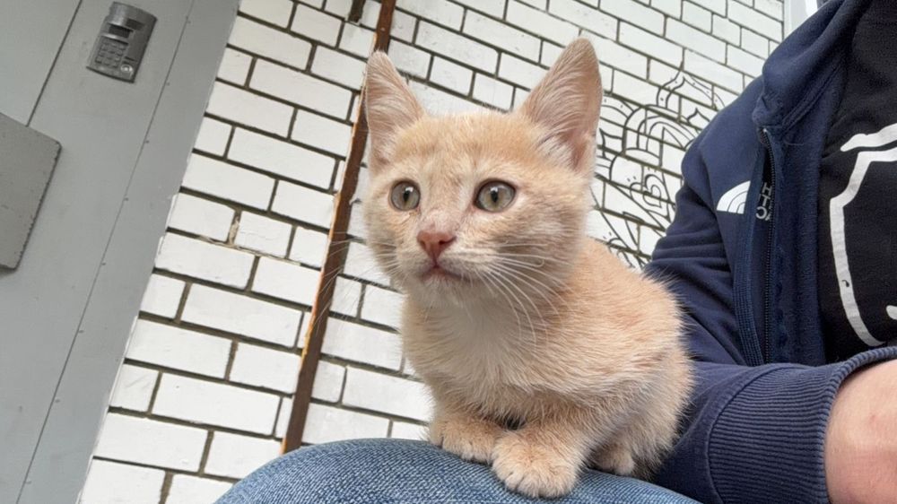 В добрые руки  котенок