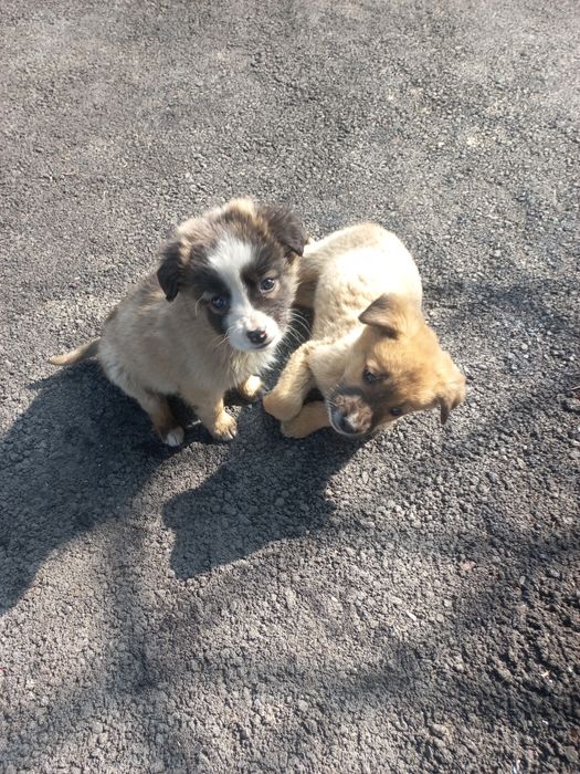 Щенки бесплатно!