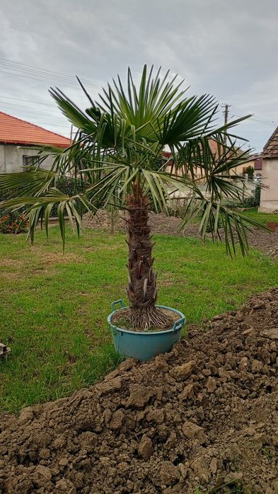 Palmier  de vânzare.