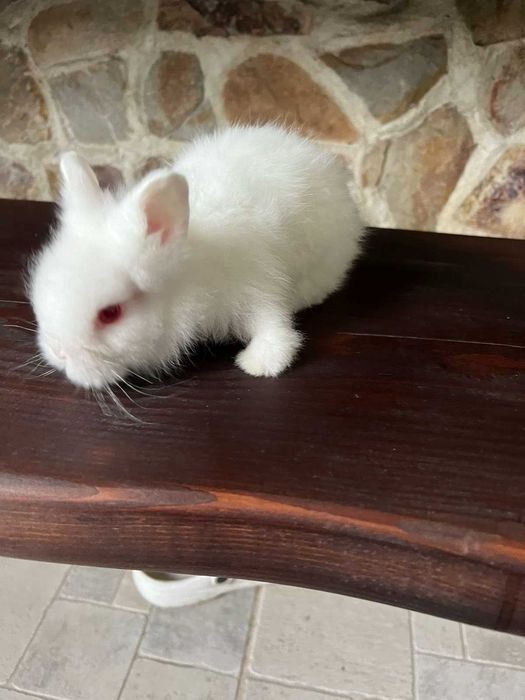 Продавам декоративни бели зайчета с червени очички. 40лв