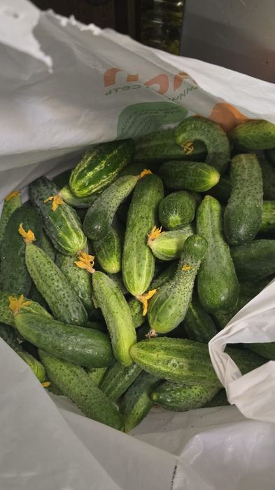 Продам домашние огурцы