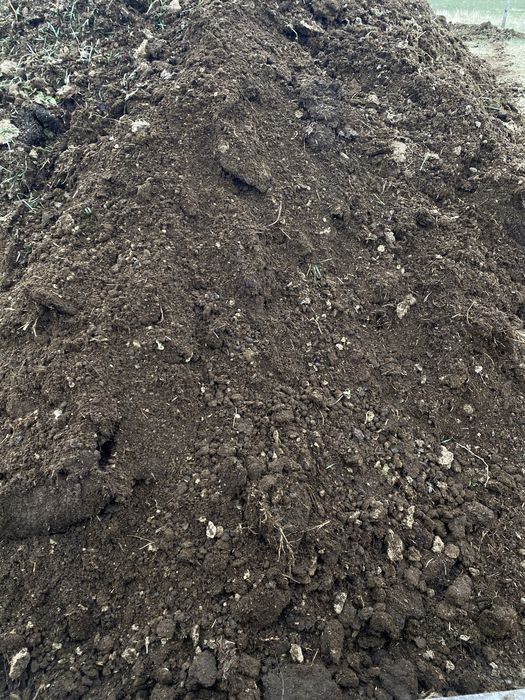 Mraniță de oaie macerată și pământ nisipos