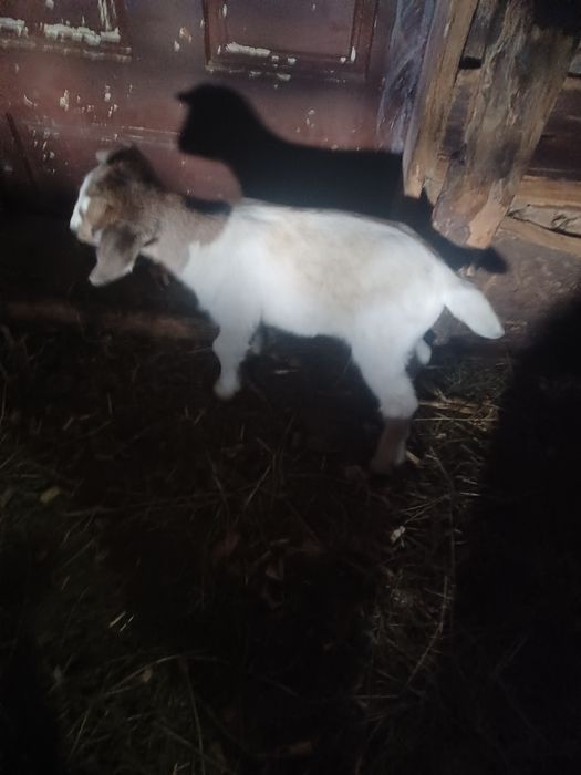 Vând sau schimb capra tinara la prima fatare  metis boer.cu tot cu ied
