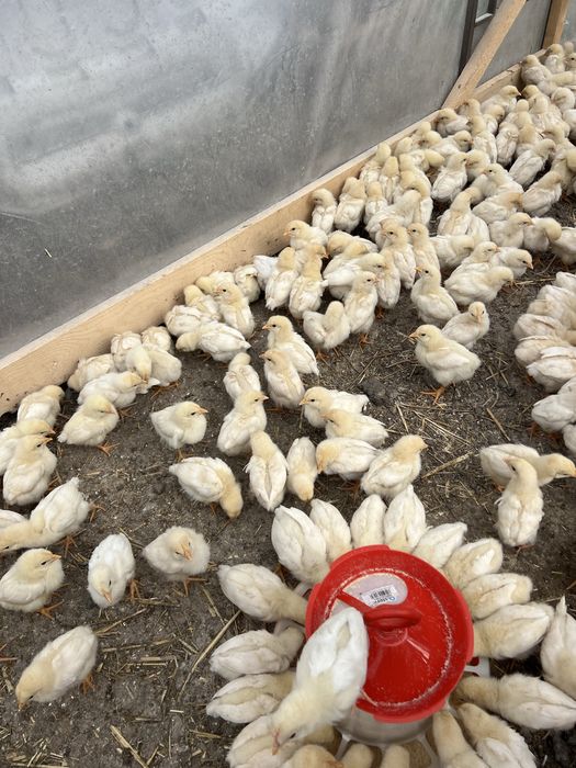 Pui de gaina rasa mixta