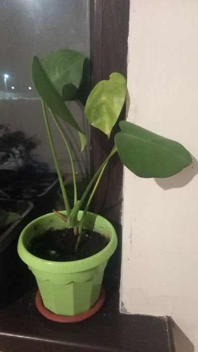 Гарантия цветы живые