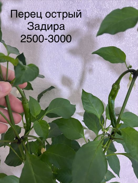 Перец острый 3 сорта