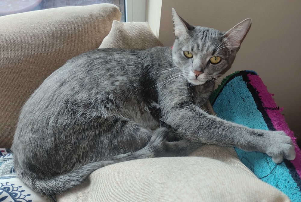 Urgent - Dora 1,5ani - Gata educata si cu obiectele ei personale