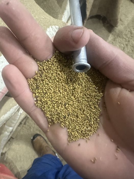 Семена люцерны.