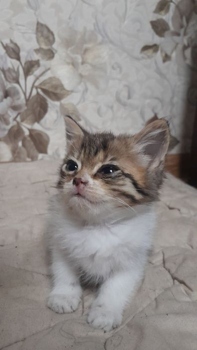 Британские скотиш страйт