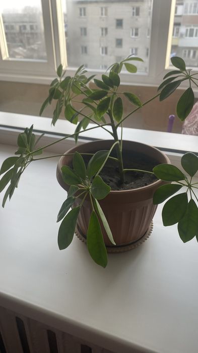 Продам цветы «ШИФФЛЕР»