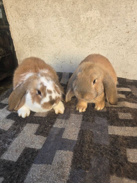 Super ofertă.  Iepuri berbec german