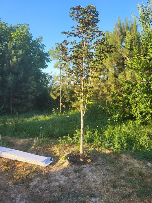 Разные декоративные деревья ёлки пальмы кусты и кустарники