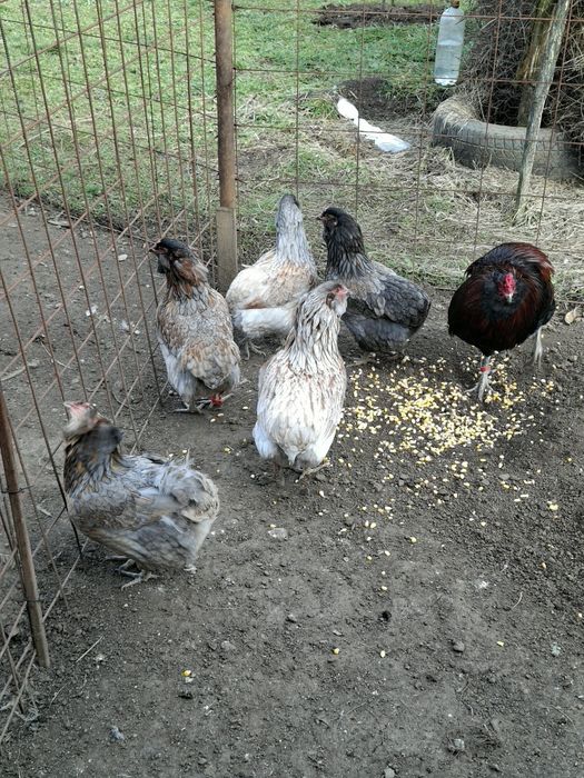 Găini și cocoși  Araucana