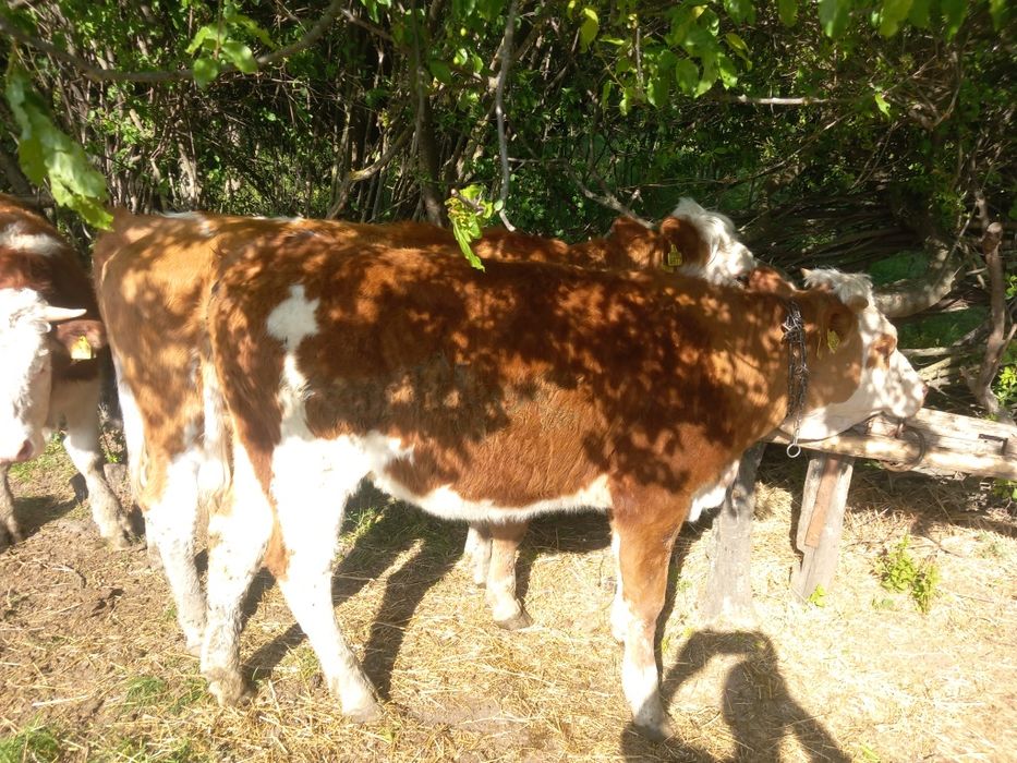 Văcuțe juninci de vânzare