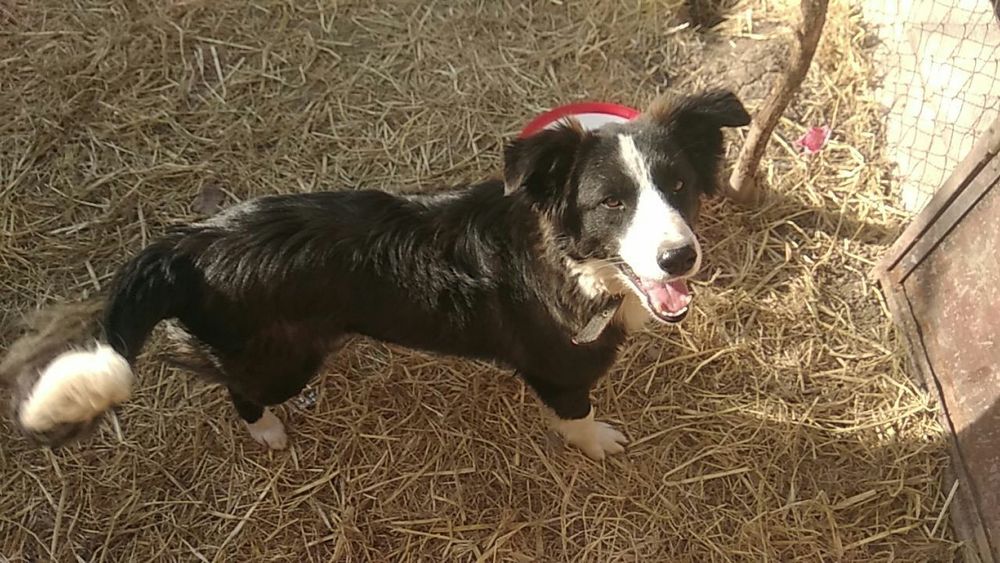 Собаки девочки в добрые руки.