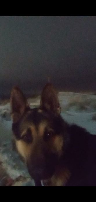 Вязка ВЕО 3 года