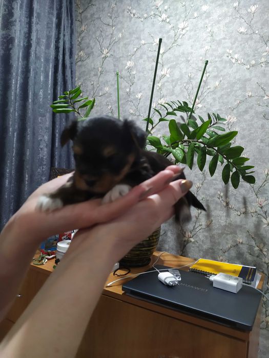 Щенки йоркширского терьера