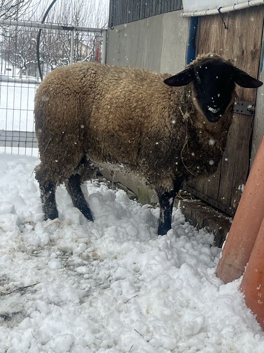 Disponibil berbecuț Suffolk