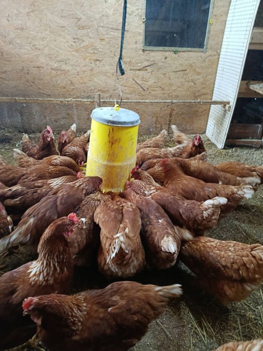 Gaini rosii pentru ouat