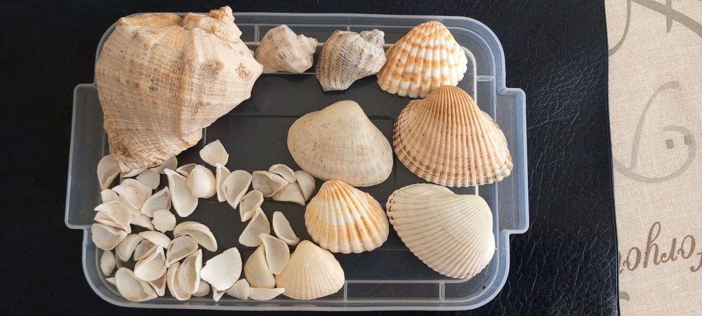 Декоративные ракушки как