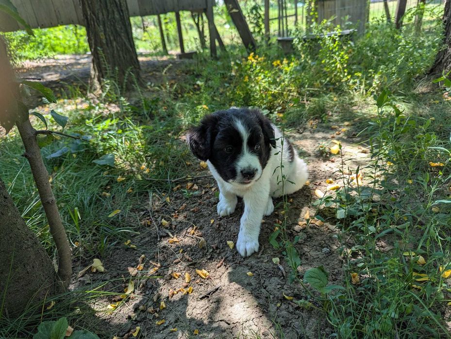 Catei draguti pentru adoptie, Valea Danului, Arges