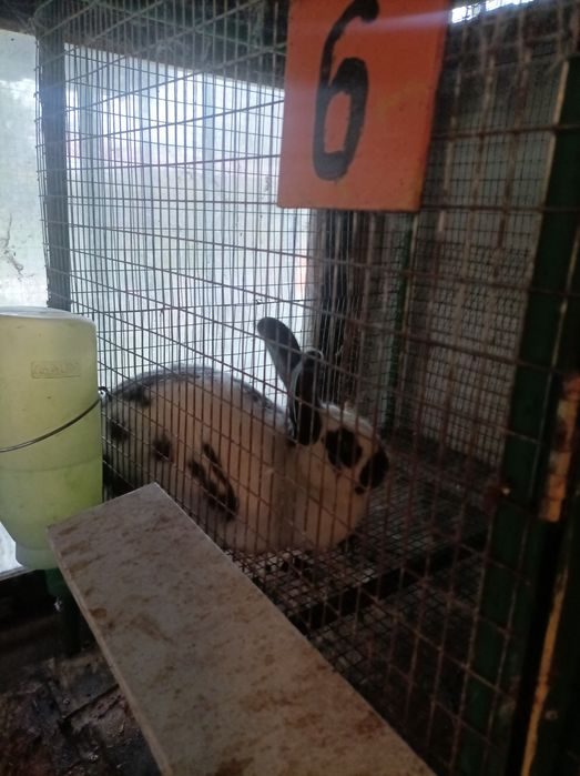 Продавам зайци намират се в Враца