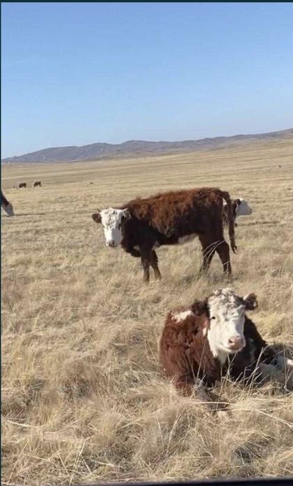 Ipi қара малдар 7 бас сатылады.