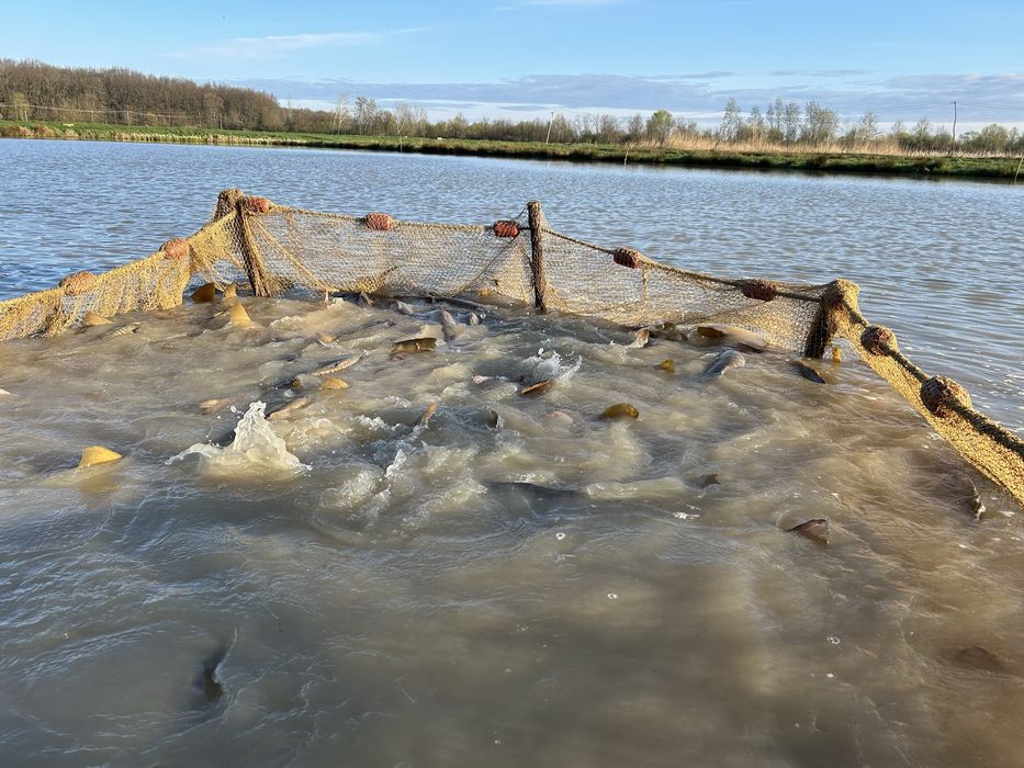 Peste viu de vanzare