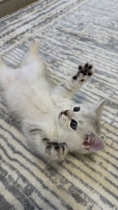 Шотландские страйт-котята