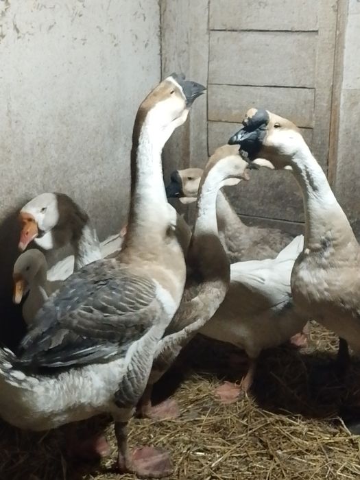 Гуси,порода Львинная голова.