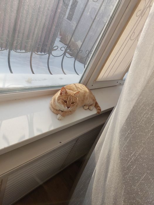 Отдам кота в добрые руки