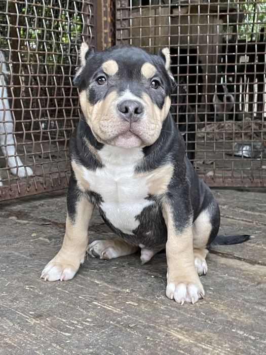 Щенки американский булли