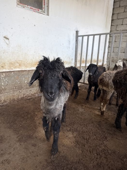 Қозылар сатылады 55к тг