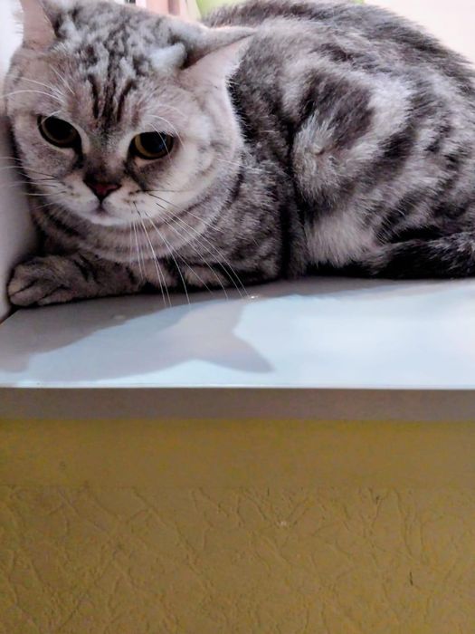 срочно ищем дом коту