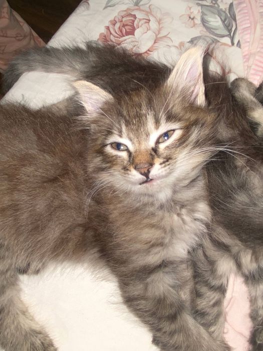 Котята в добрые руки (2 месяца, приучены к лотку)